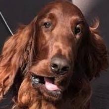 Profile photo ofsashaboyboy
